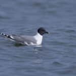 Xeme (Sabine’s Gull)