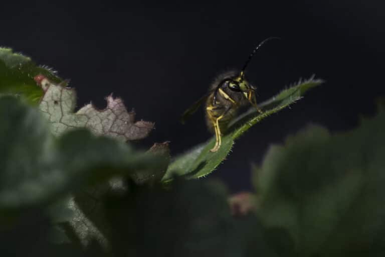 Wesp/ Wasp – Vespula vulgaris Wesp/ Wasp – Vespula vulgaris