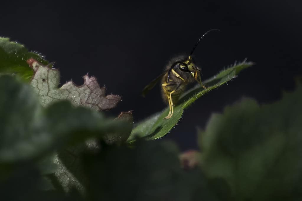 Wesp/ Wasp – Vespula vulgaris Wesp/ Wasp – Vespula vulgaris