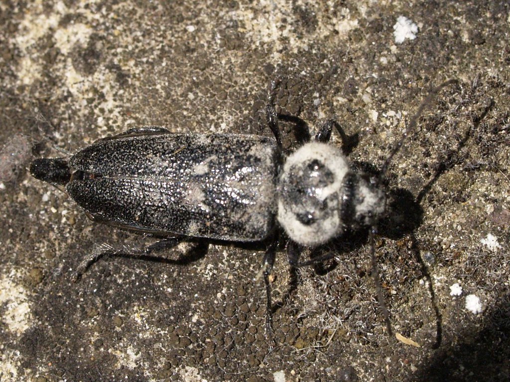Hylotrupes bajulus Hylotrupes bajulus