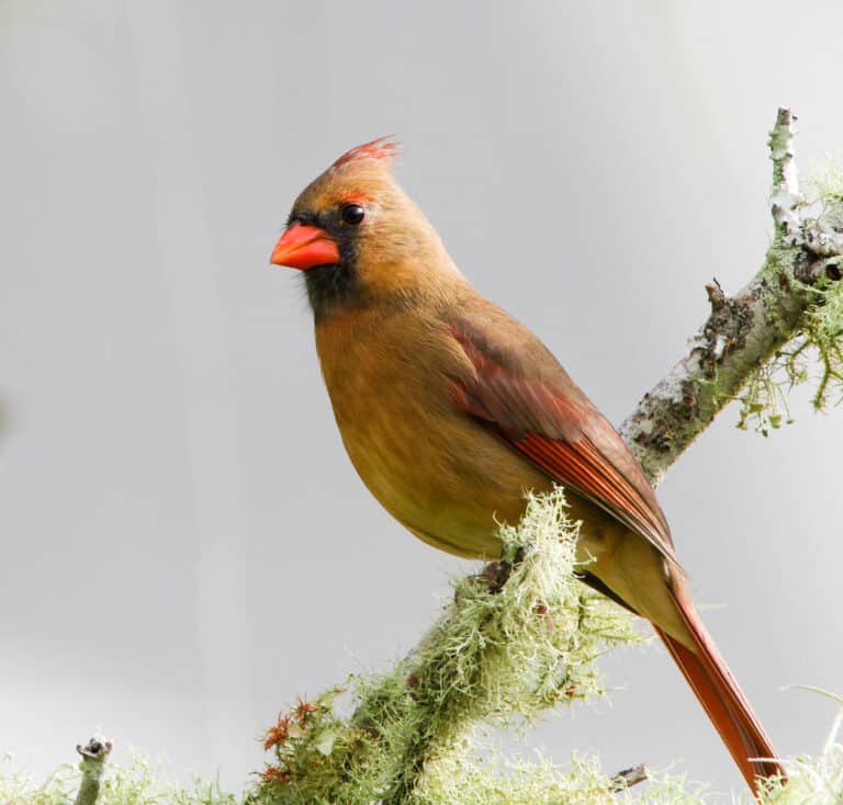 Cardinalis cardinalis -Florida, USA -female-8 Cardinalis cardinalis -Florida, USA -female-8