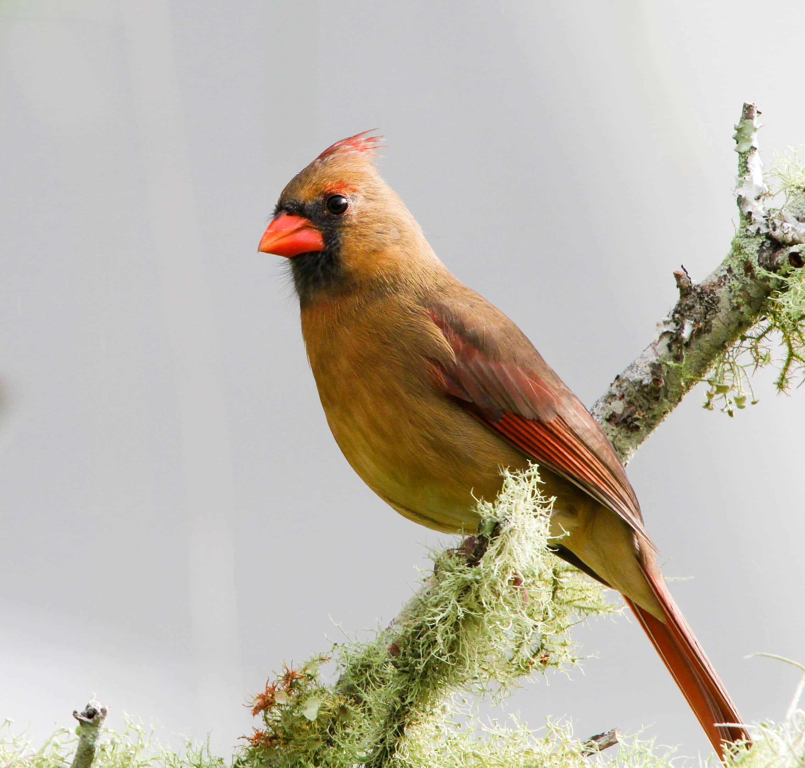 Cardinalis cardinalis -Florida, USA -female-8 Cardinalis cardinalis -Florida, USA -female-8