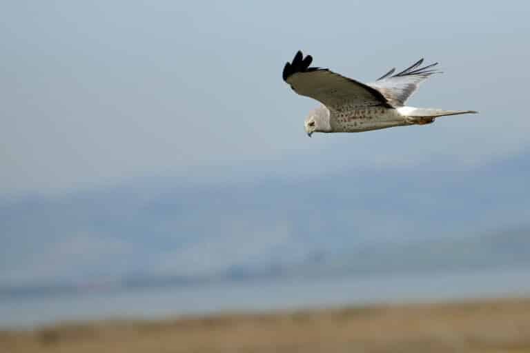 Circus hudsonius male flight Circus hudsonius male flight