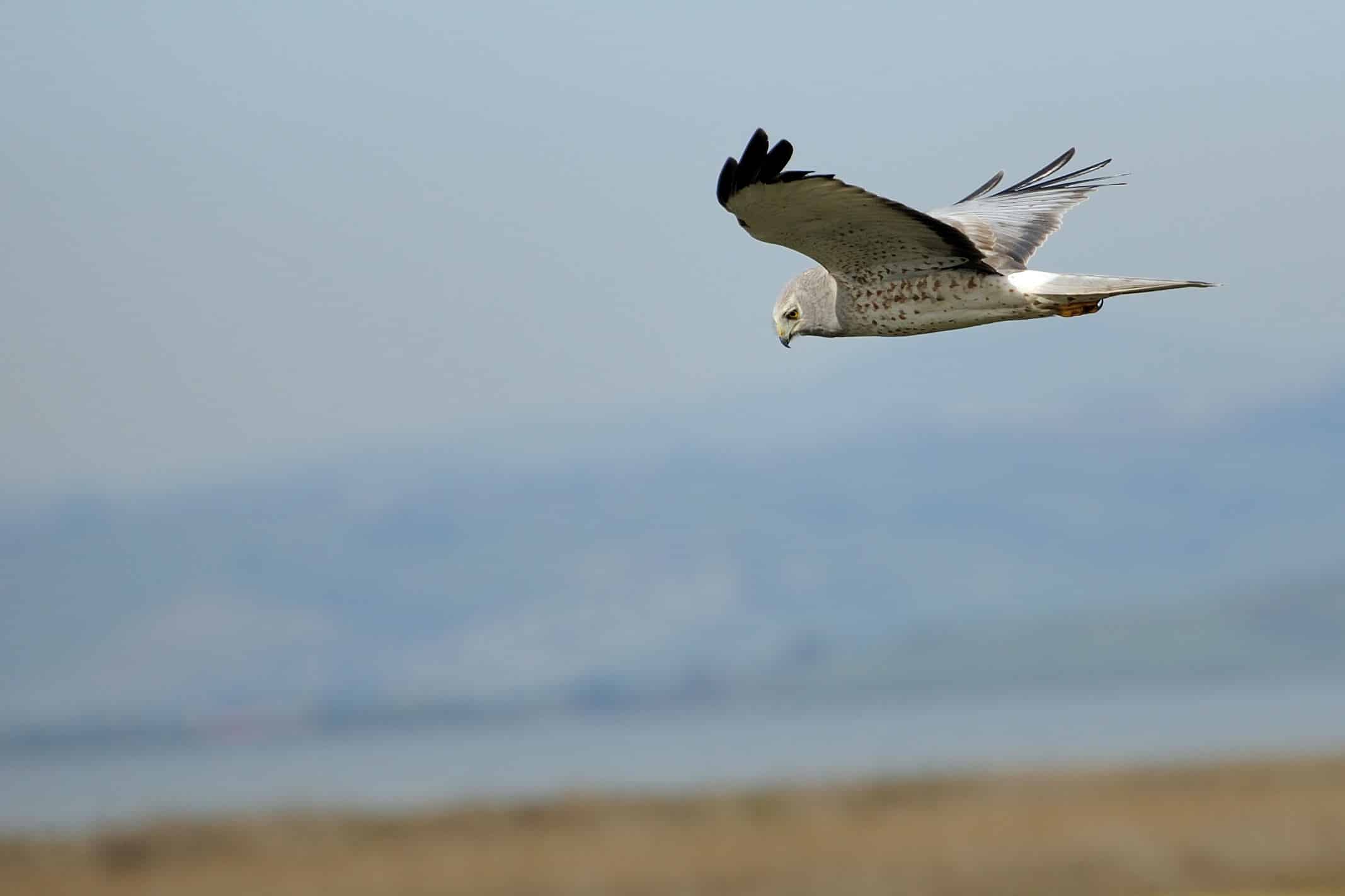 Circus hudsonius male flight Circus hudsonius male flight