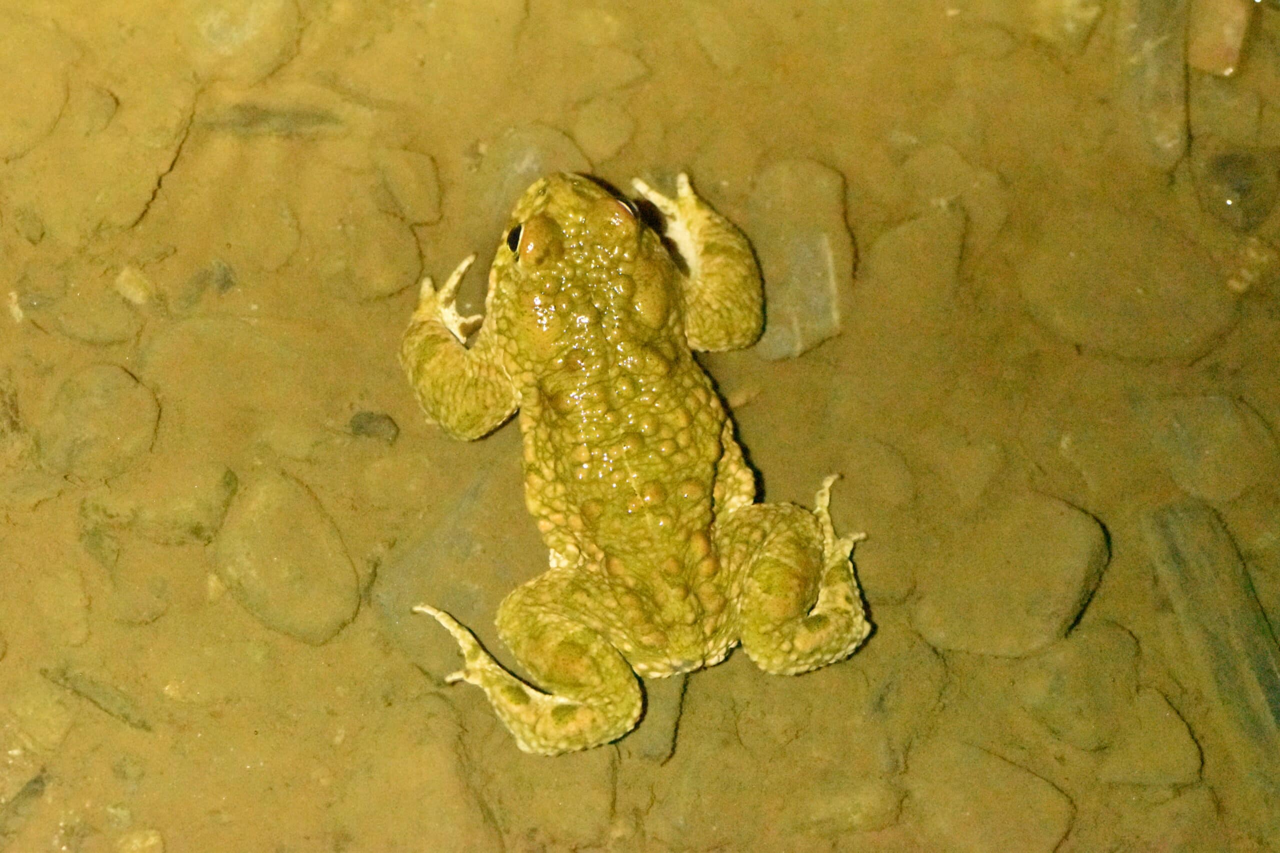 Epidalea calamita 03 05