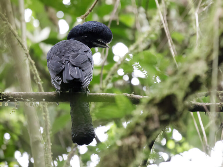 Long-wattled Umbrellabird Long-wattled Umbrellabird