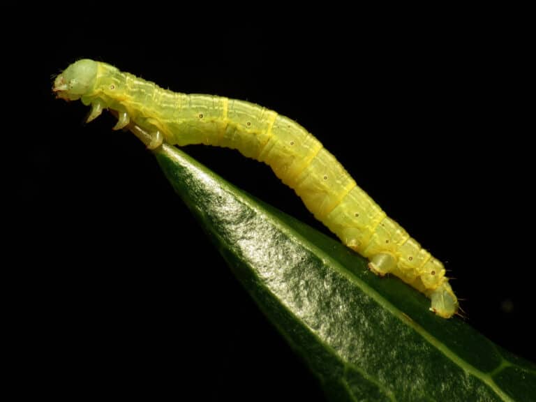 Inchworm (31559333832) Inchworm (31559333832)