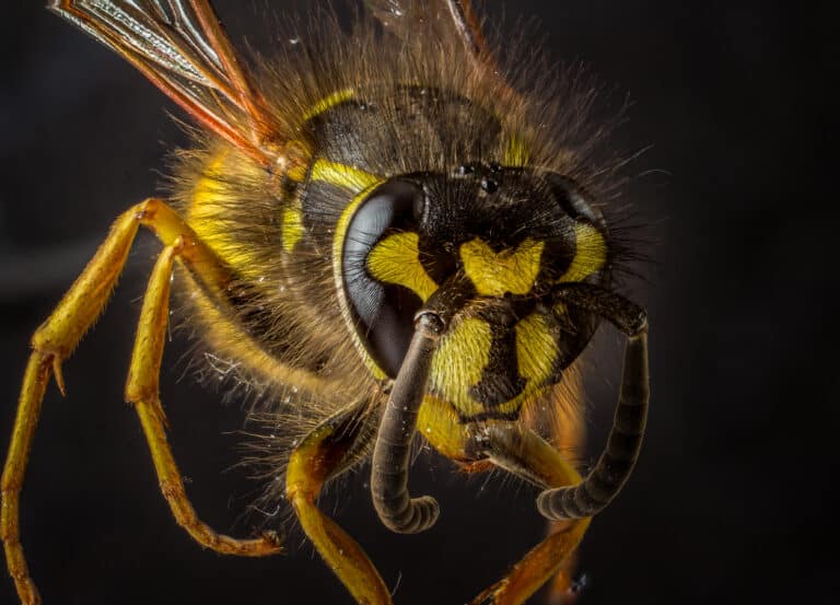Common wasp – Gemeine Wespe (Vespula vulgaris) 2020-08-30 Common wasp – Gemeine Wespe (Vespula vulgaris) 2020-08-30 Wasp