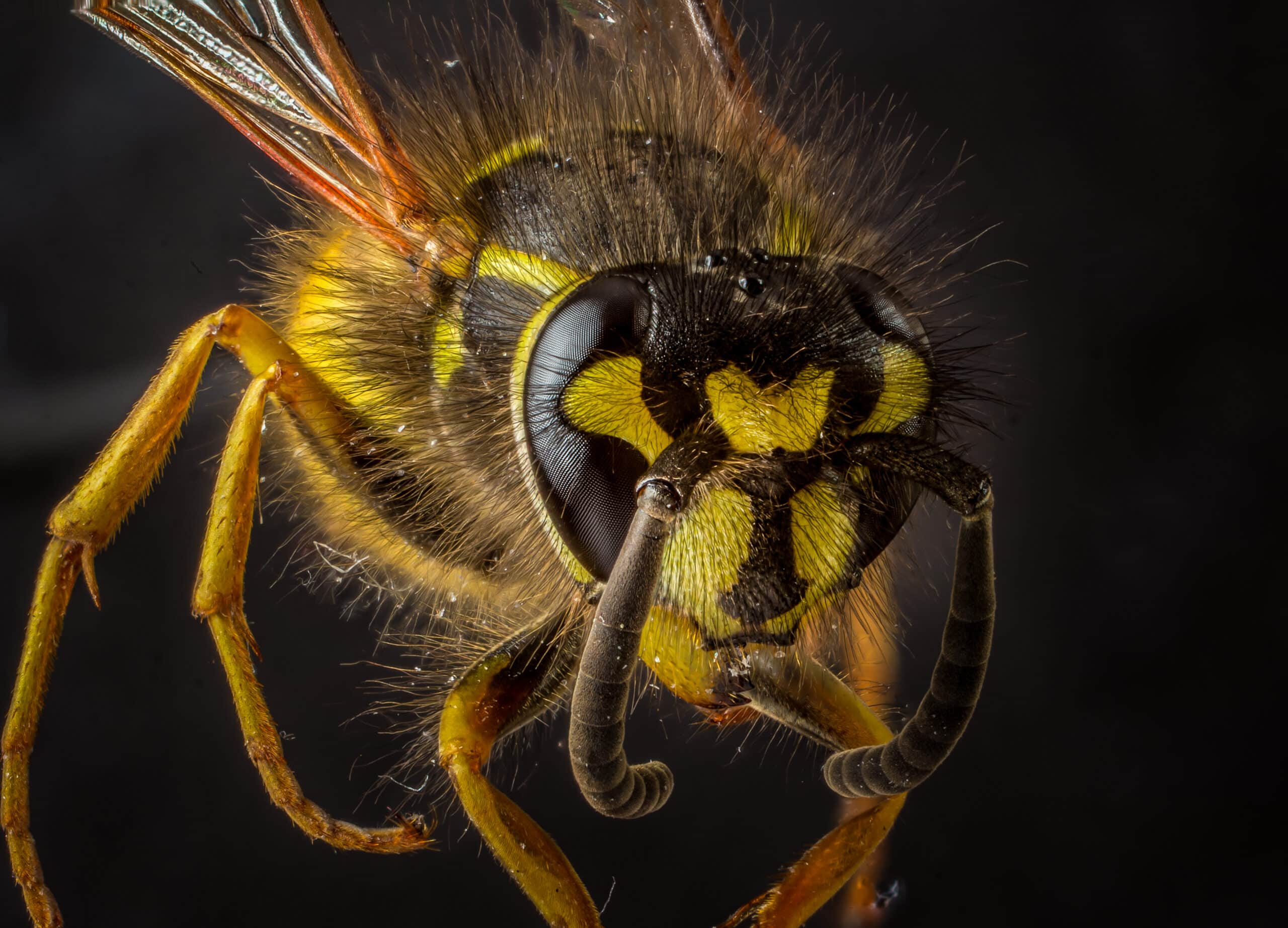 Common wasp – Gemeine Wespe (Vespula vulgaris) 2020-08-30 Common wasp – Gemeine Wespe (Vespula vulgaris) 2020-08-30 Wasp