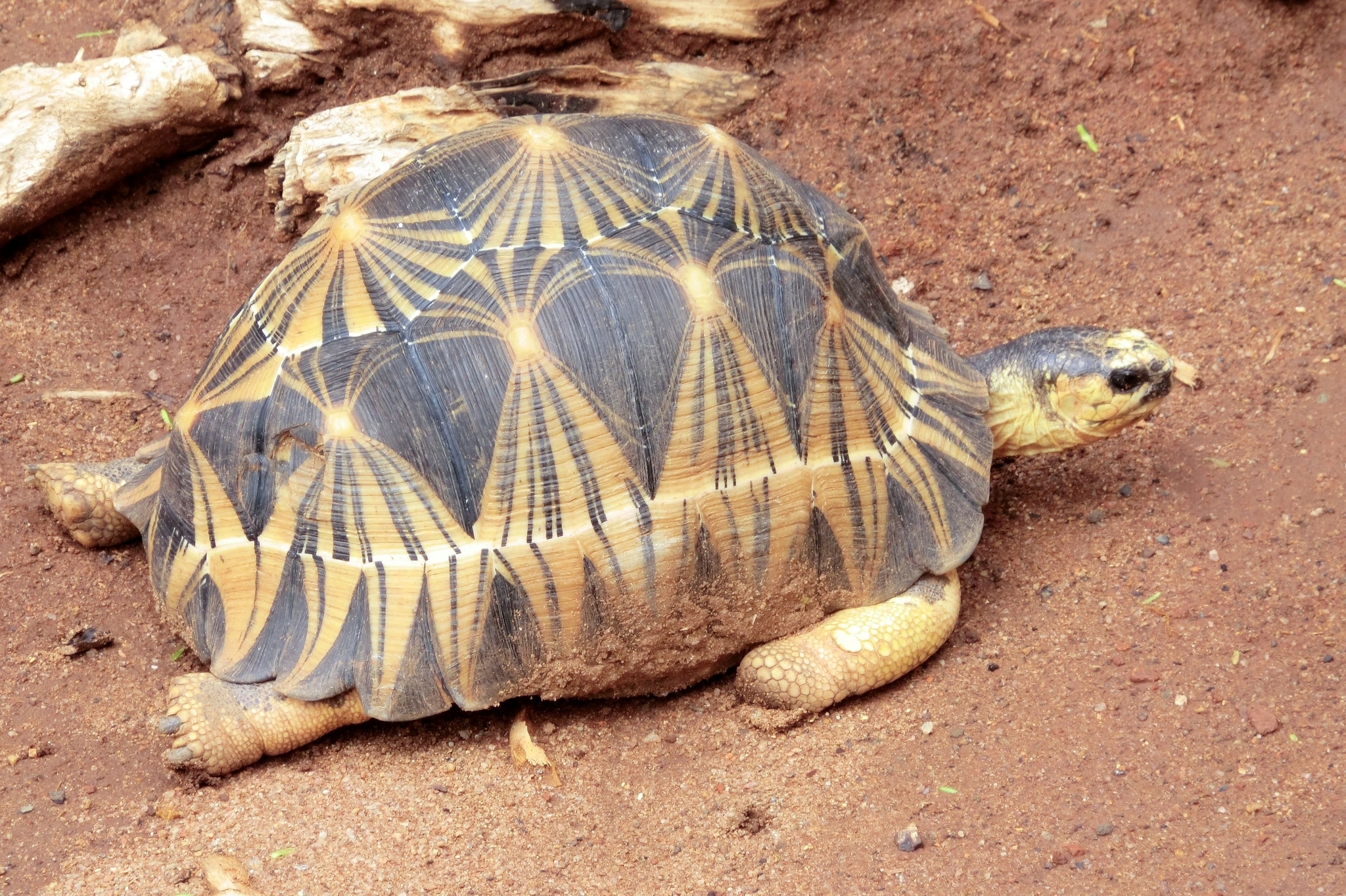 Astrochelys radiata 184271408