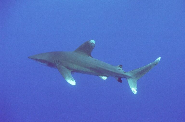 Requin océanique (Carcharhinus longimanus) (Ifremer 00618-73020 – 28894)
