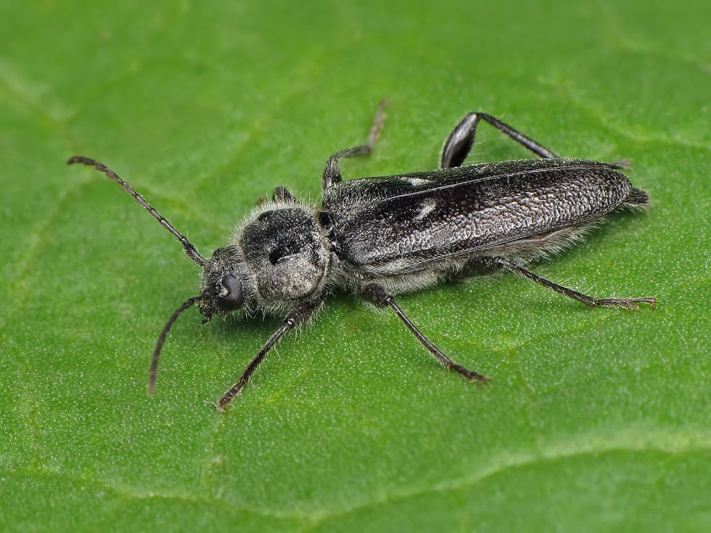 Hylotrupes bajulus Hylotrupes bajulus