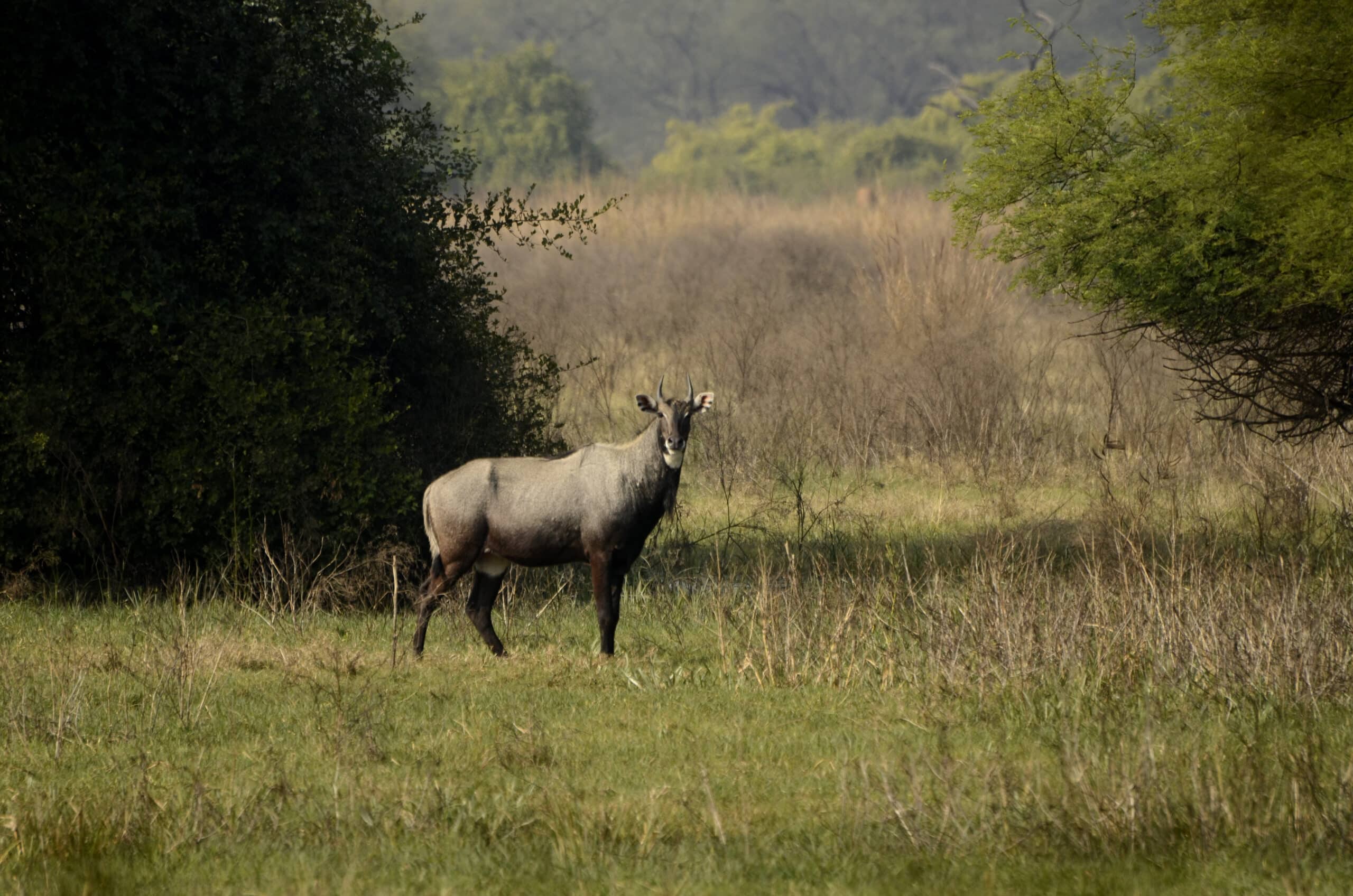 Nilgai or blue bull (Boselaphus tragocamelus) male from keoladeo national park JEG2969 Nilgai or blue bull (Boselaphus tragocamelus) male from keoladeo national park JEG2969