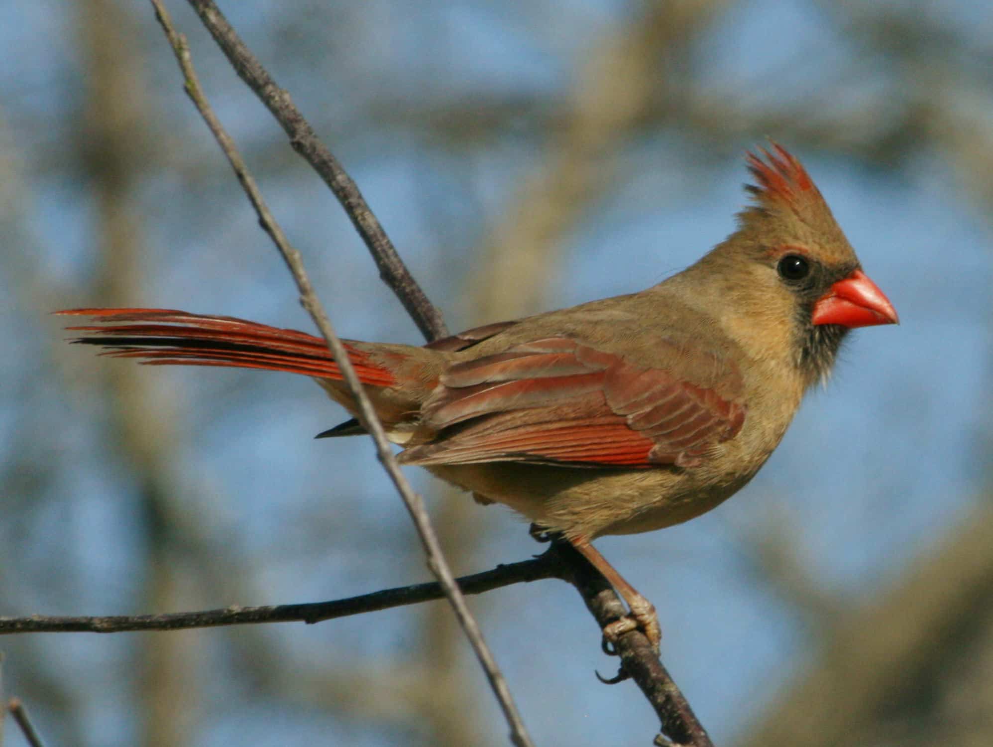 File:Northen Cardinal (Cardinalis cardinalis) RWD.jpg File:Northen Cardinal (Cardinalis cardinalis) RWD.jpg