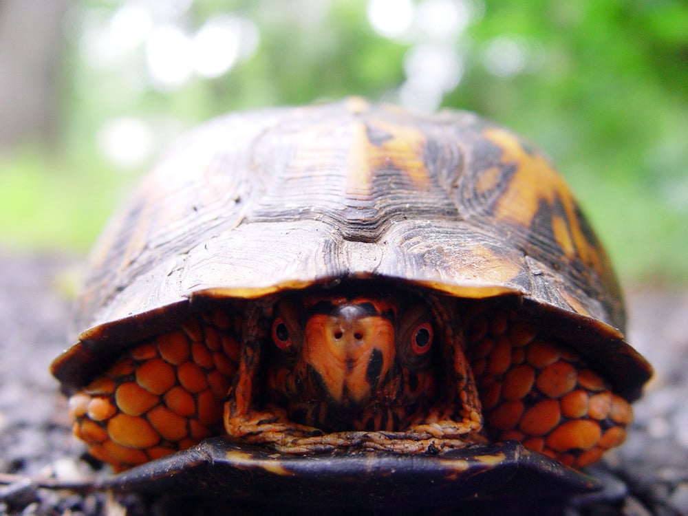 Eastern Box Turtle peeking out Eastern Box Turtle peeking out