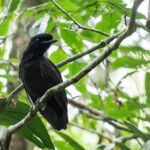 Umbrellabird