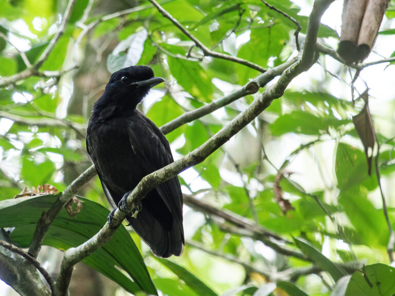 Cephalopterus glabricollis – Bare-necked Umbrellabird Cephalopterus glabricollis – Bare-necked Umbrellabird Umbrellabird