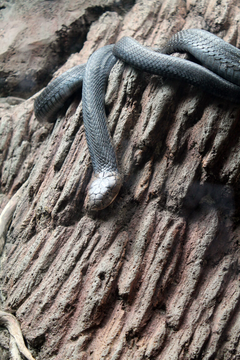 Ular anang Ophiophagus hannah Bandung Zoo Ular anang Ophiophagus hannah Bandung Zoo