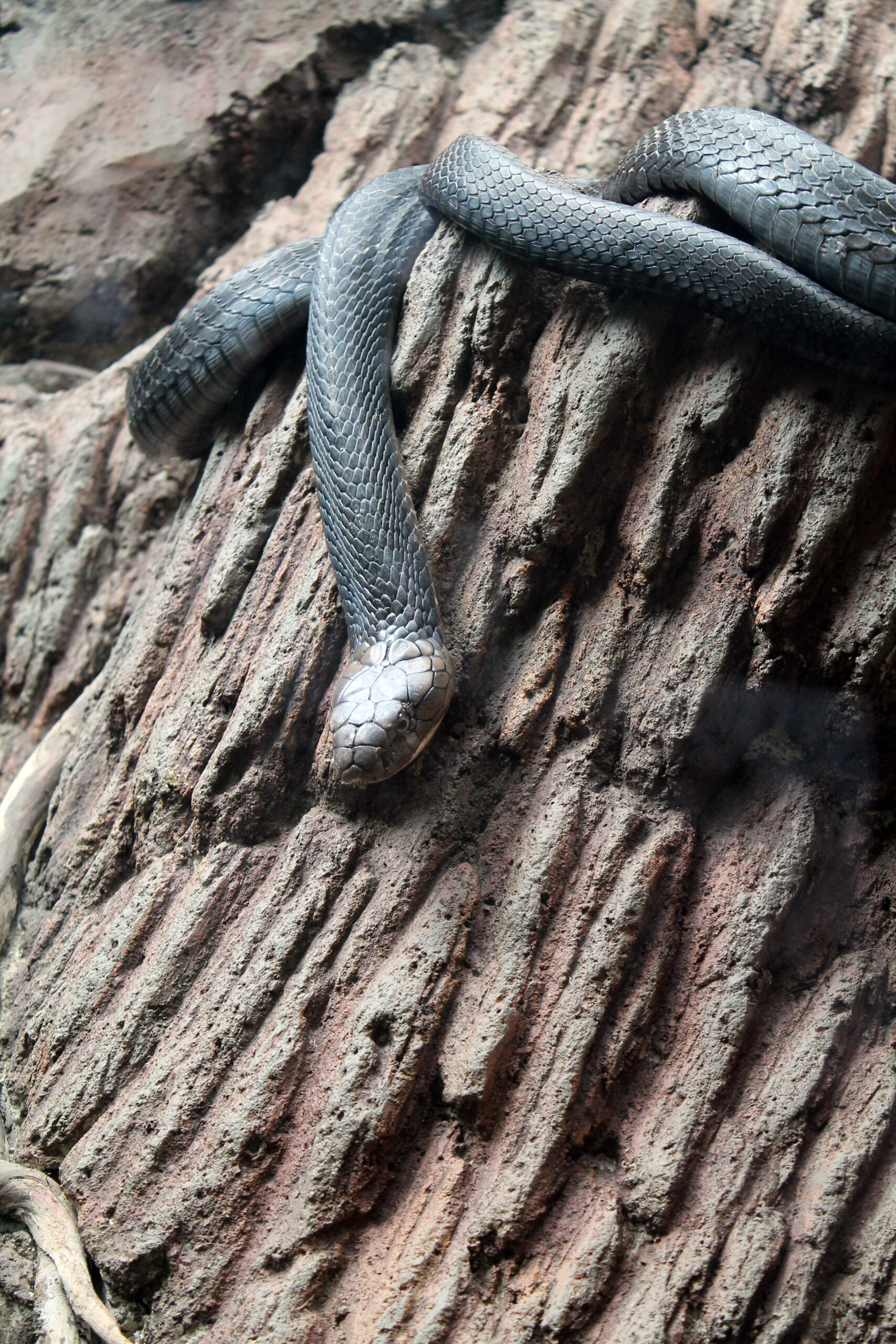 Ular anang Ophiophagus hannah Bandung Zoo Ular anang Ophiophagus hannah Bandung Zoo