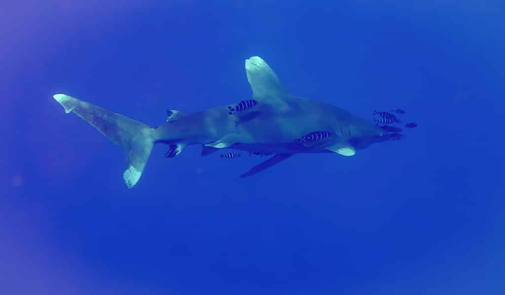 Oceanic White-tip Shark (Carcharhinus longimanus) & Pilot Fish (Naucrates ductor)