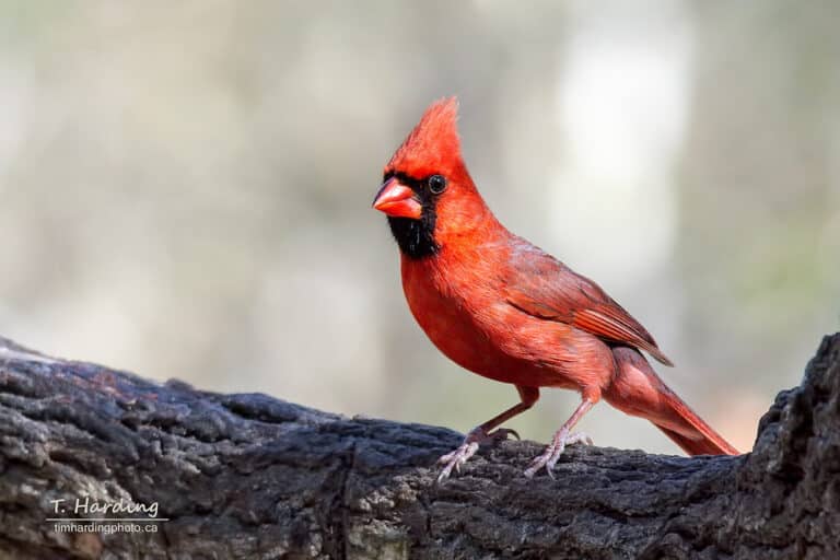 Northern Cardinal (Cardinalis cardinalis) Northern Cardinal (Cardinalis cardinalis)