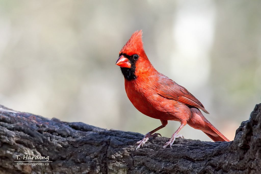 Northern Cardinal (Cardinalis cardinalis) Northern Cardinal (Cardinalis cardinalis)