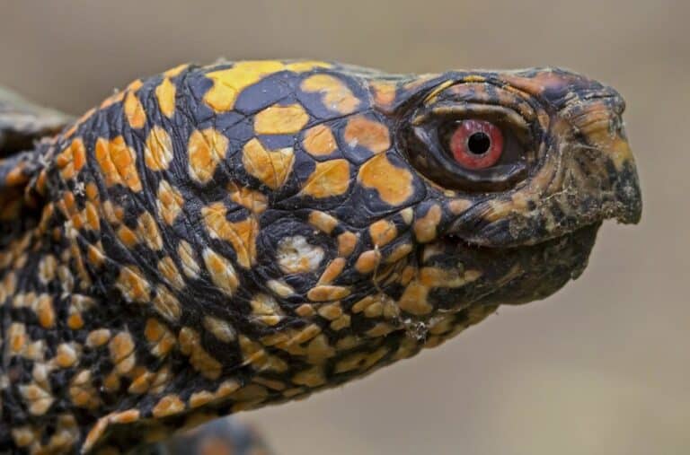 Eastern Box Turtle – Terrapene carolina carolina Eastern Box Turtle – Terrapene carolina carolina Eastern Box Turtle
