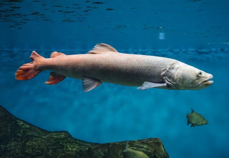 Hucho taimen Taimen Fish