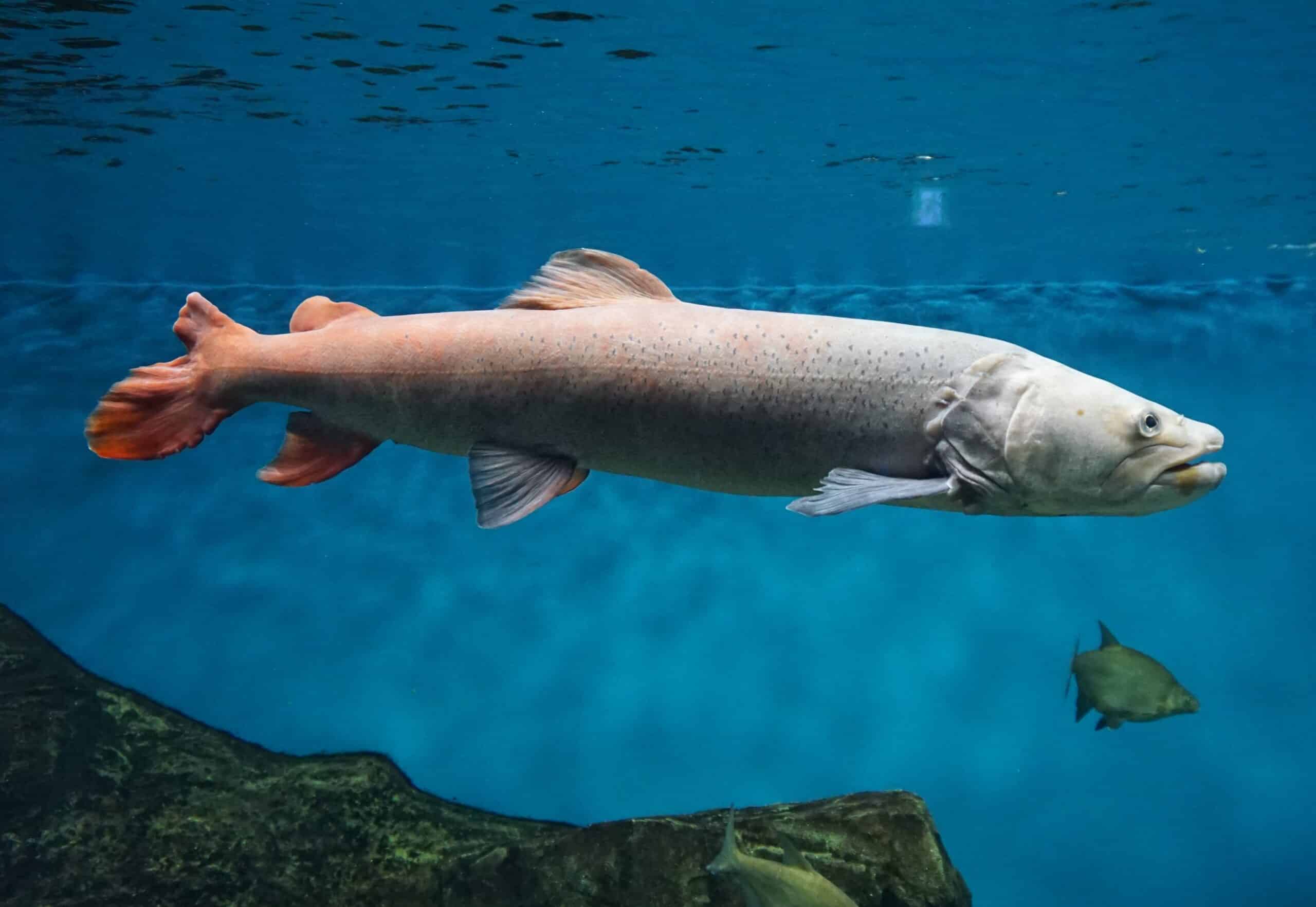 Hucho taimen  Taimen Fish