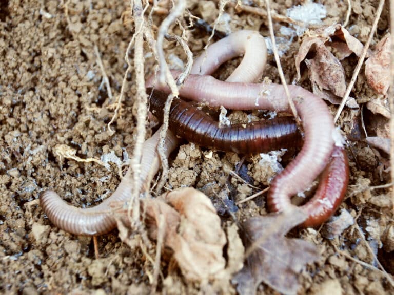 Earthworm 1 Earthworm 1