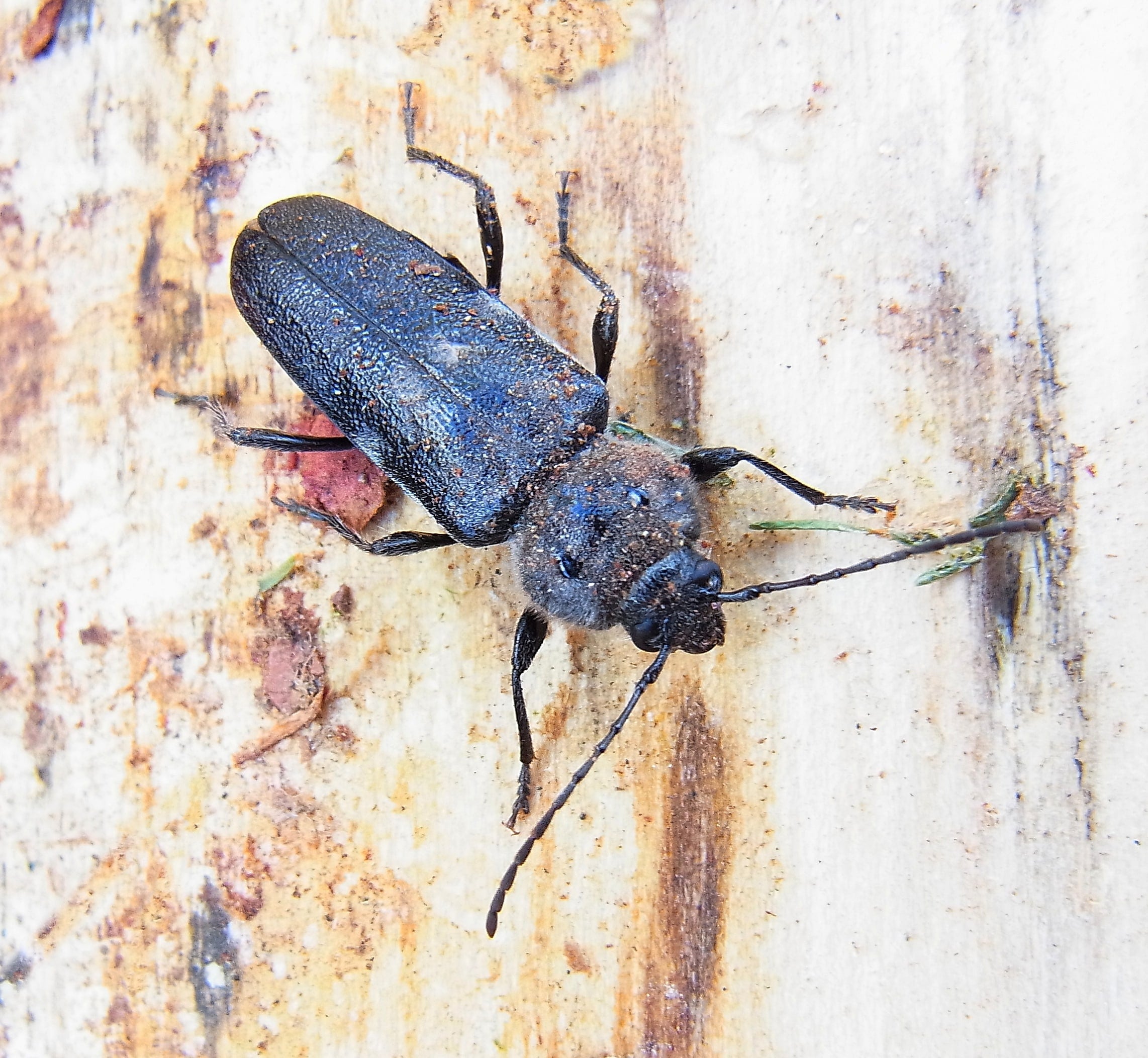 Hylotrupes bajulus up2 Hylotrupes bajulus up2