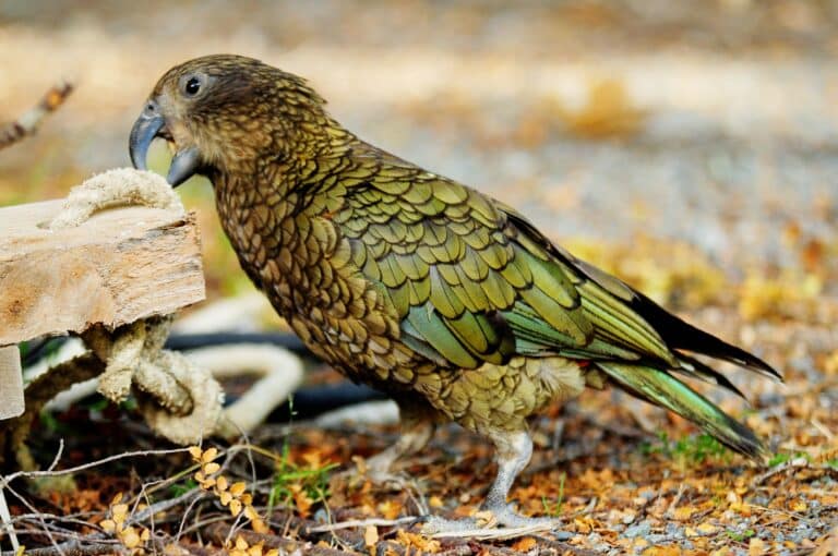 Nestor notabilis -Fiordland National Park-8a Kea