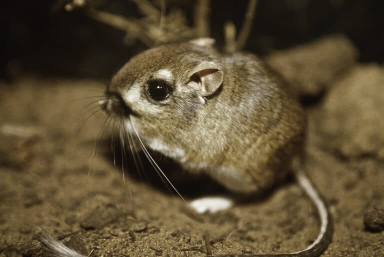 Federally endangered Morro bay kangaroo rat, last documented in the wild in 1986. Federally endangered Morro bay kangaroo rat, last documented in the wild in 1986.