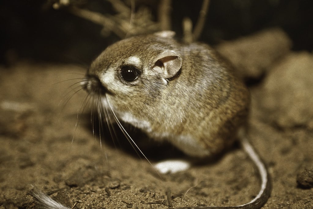 Federally endangered Morro bay kangaroo rat, last documented in the wild in 1986. Federally endangered Morro bay kangaroo rat, last documented in the wild in 1986.