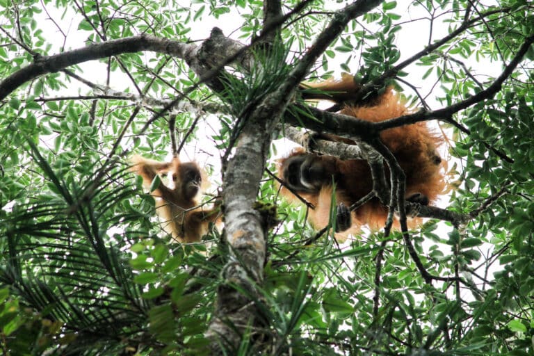 Orangutan Tapanuli Orangutan Tapanuli