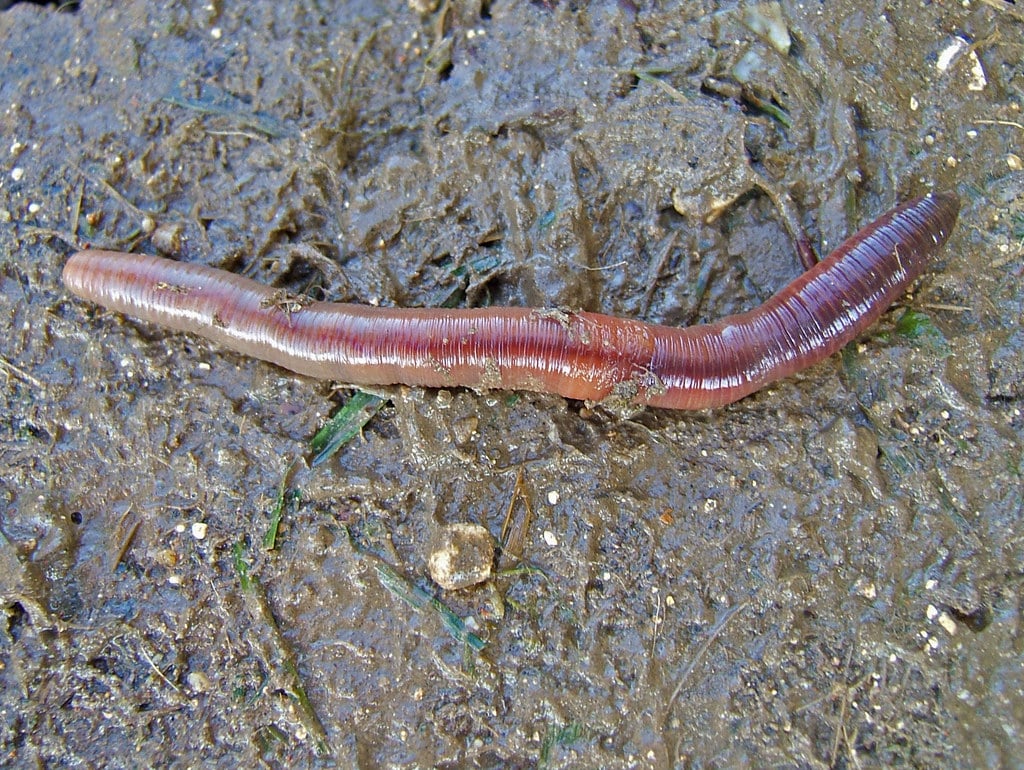 Earthworm in Mud Earthworm in Mud