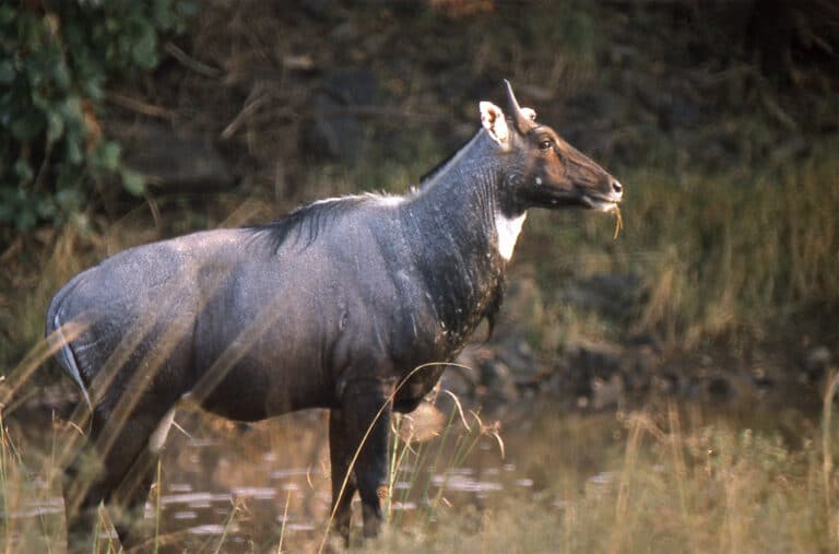 Nilgai (Boselaphus tragocamelus) bull Nilgai (Boselaphus tragocamelus) bull
