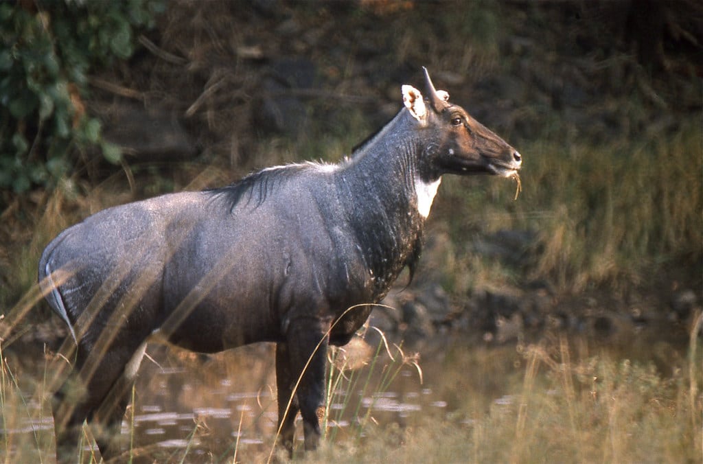 Nilgai (Boselaphus tragocamelus) bull Nilgai (Boselaphus tragocamelus) bull