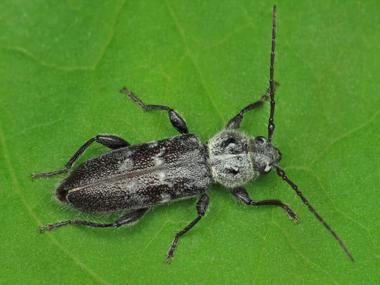 Hylotrupes bajulus Hylotrupes bajulus