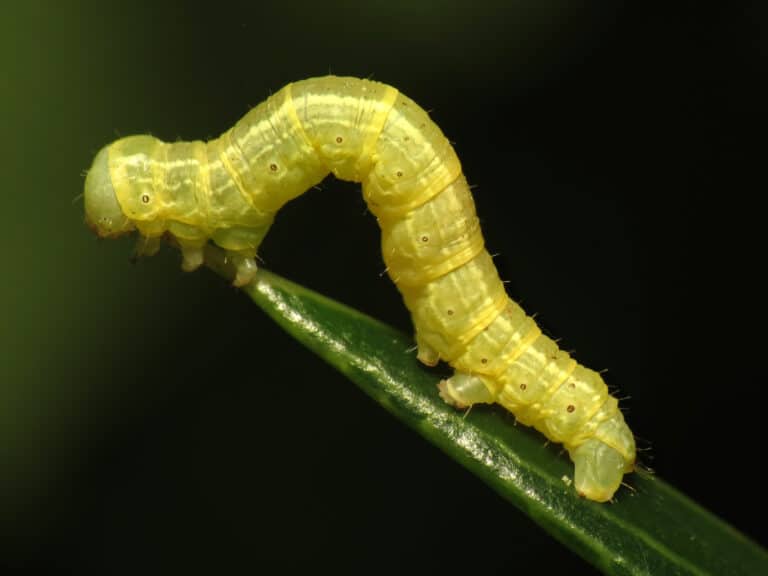 Inchworm (31590245191) Inchworm (31590245191) Inchworm