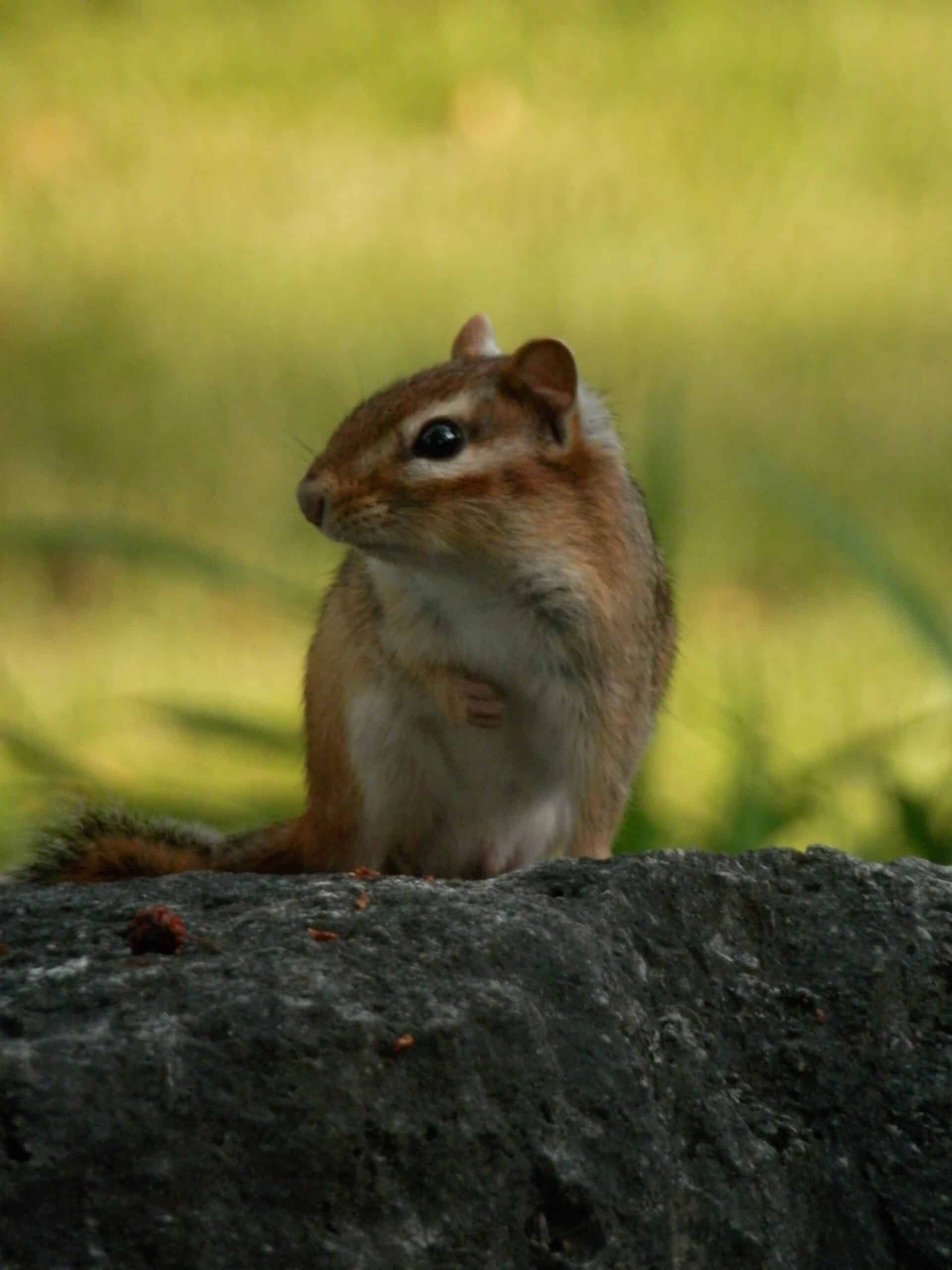 File:Eastern Chipmunk (Tamias striatus) – Guelph 04.jpg File:Eastern Chipmunk (Tamias striatus) – Guelph 04.jpg