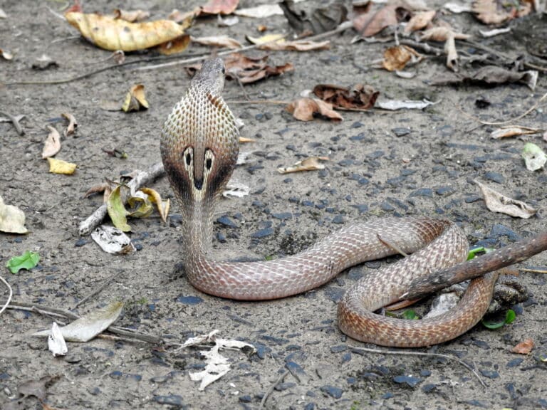 Indian Cobra Naja naja by Dr Raju Kasambe DSCN4991 (19)