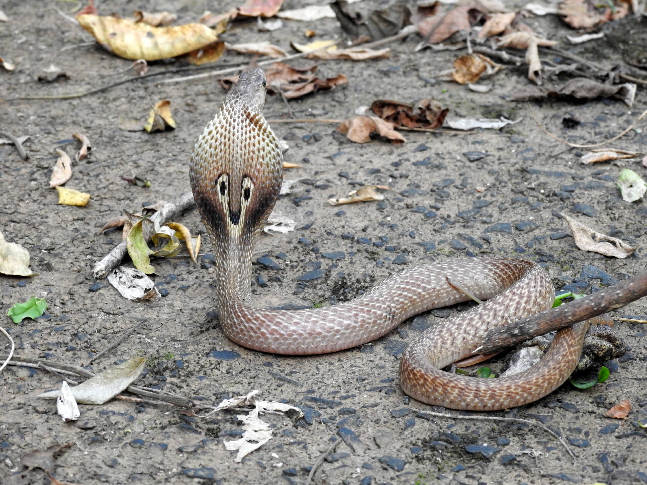 Indian Cobra Naja naja by Dr Raju Kasambe DSCN4991 (19)