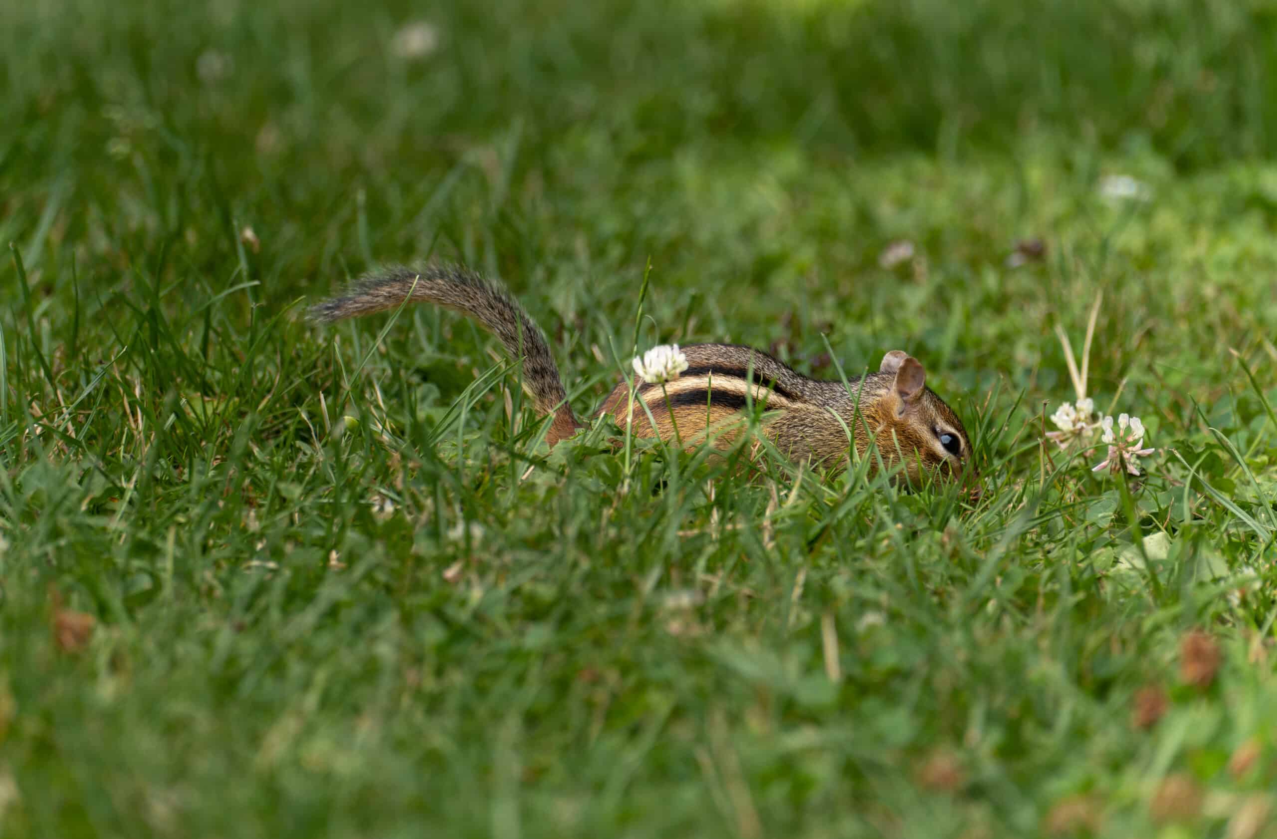 Eastern Chipmunk (Tamias striatus) at Spohr Gardens, Falmouth, Massachusetts, US (PPL1-Corrected) julesvernex2-2 Eastern Chipmunk (Tamias striatus) at Spohr Gardens, Falmouth, Massachusetts, US (PPL1-Corrected) julesvernex2-2