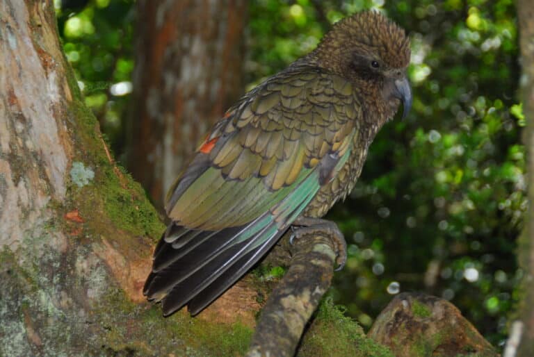 File:Kea (Nestor notabilis) -side -NZ-8a.jpg