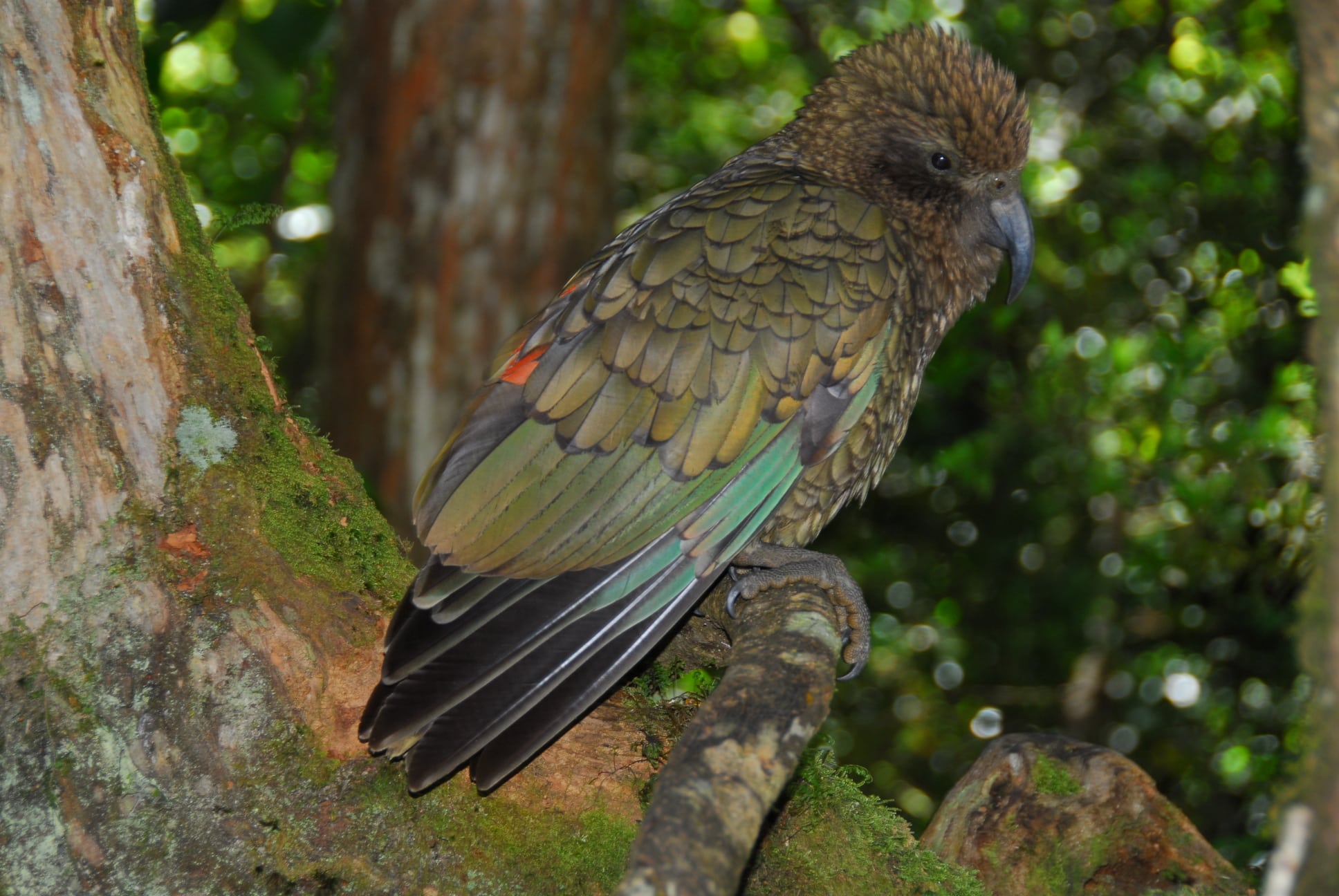 File:Kea (Nestor notabilis) -side -NZ-8a.jpg