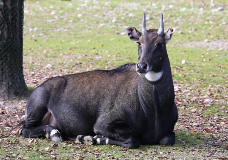 File:Nilgauantilope Boselaphus tragocamelus Tierpark Hellabrunn-10.jpg File:Nilgauantilope Boselaphus tragocamelus Tierpark Hellabrunn-10.jpg Nilgai