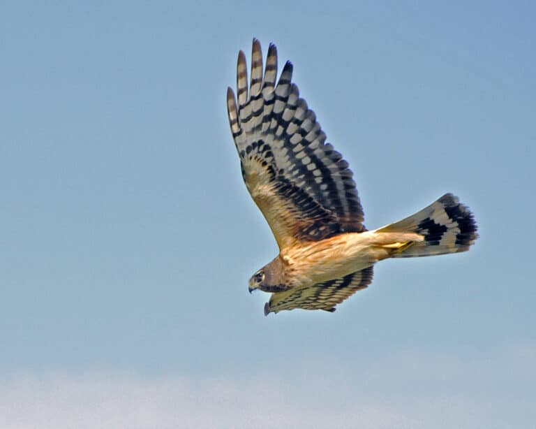 Circus hudsonius juvenile flight Hudson Bay Circus hudsonius juvenile flight Hudson Bay