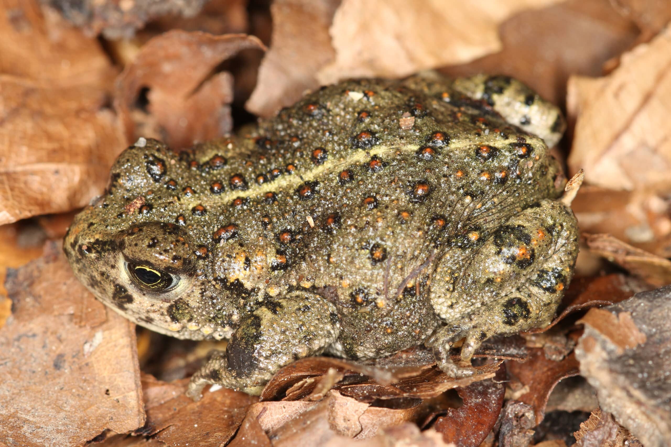 Kreuzkröte Epidalea calamita