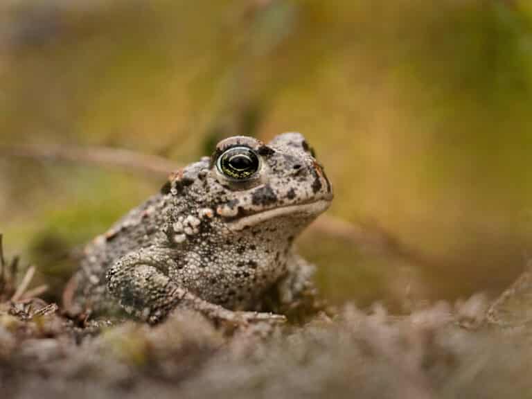 Natterjack toad (Epidalea calamita), Schiermonnikoog, Netherlands (9536396115)